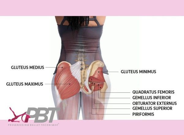 The Truth About Gripping the Gluteus Maximus Muscle in Ballet